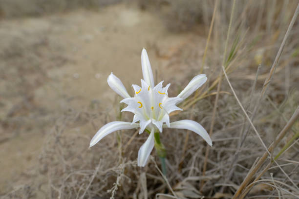 istock Wild white flower blooming in the sand. 923910892