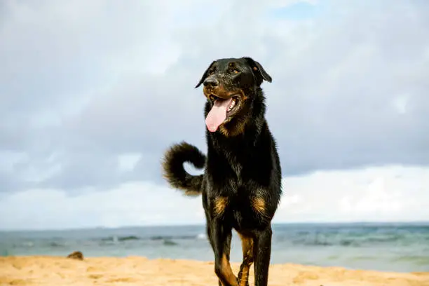 Hawaii, kauai island, nature, beauceron dog at the beach