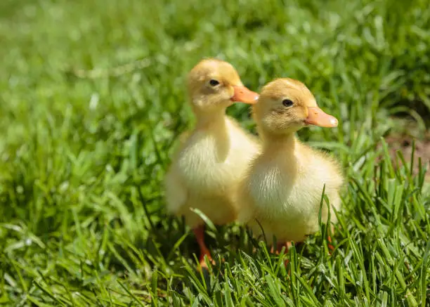 Two ducks sitting
