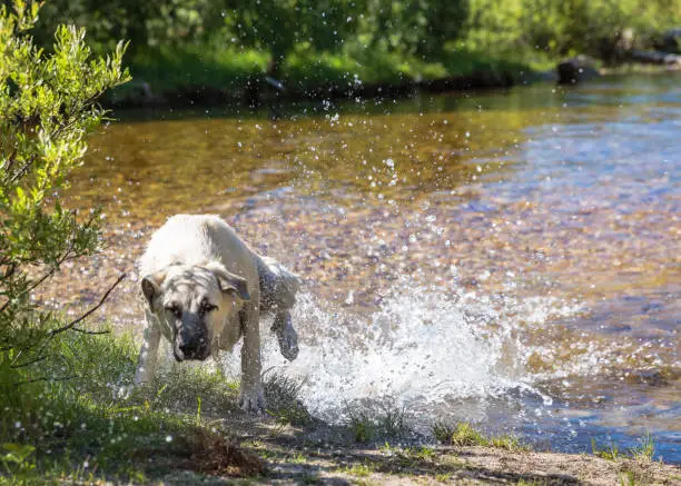 A dog quickly getting out of the water