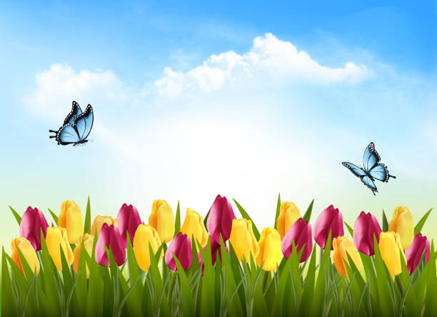 illustrations, cliparts, dessins animés et icônes de fond de nature avec l’herbe verte, des fleurs et un papillon. vector. - tulip field flower cloud