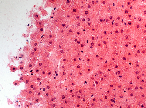 Ampliación a gran escala de las células del hígado photo