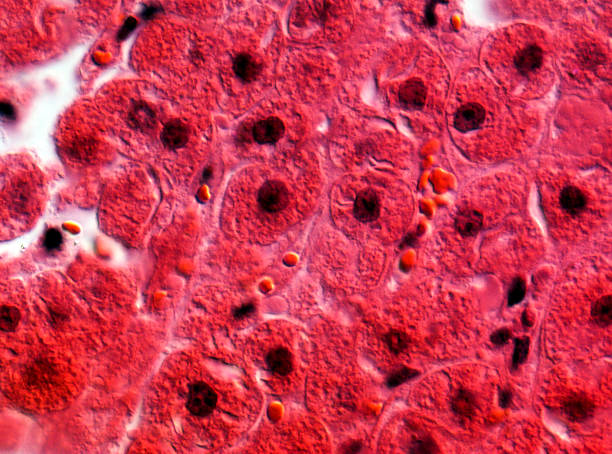 High scale magnification of liver cells Liver cells stained to show nuclei and viewed at high magnification with a light microscope. This image was taken with Nomarski Differential Interference Contrast optics that increase contrast while retaining maximum resolution. blood cell photos stock pictures, royalty-free photos & images