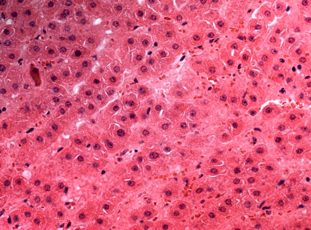 ingrandimento su larga scala delle cellule del fegato - magnification high scale magnification scientific micrograph cell foto e immagini stock