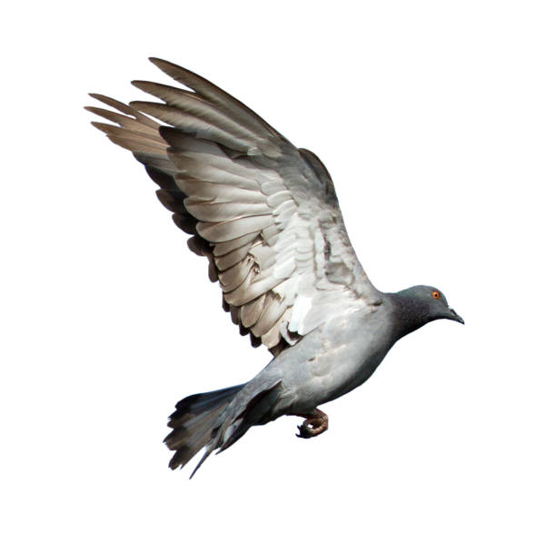 istock Pigeon flying isolated on white background 923928048