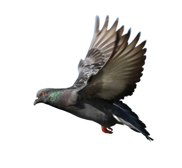 istock Pigeon flying isolated on white background 923928056