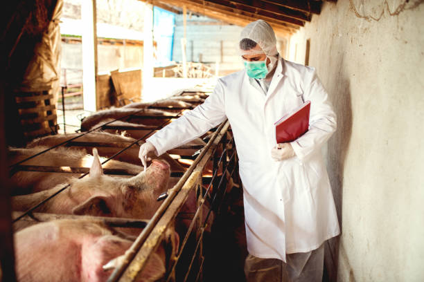 istock Disease at pig farm, veterinarian checking each pig. 923930606