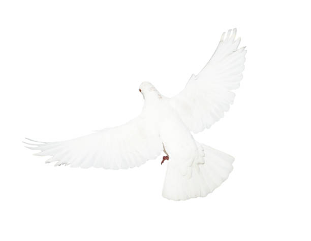 istock White pigeon flying isolated on white background 923932972