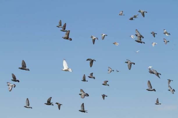 istock Pigeon flying with blue sky background 923935686