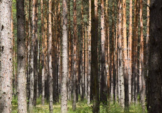 istock Lots of trees in forest - background. Poland. 923935716