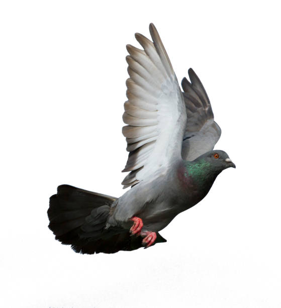istock Pigeon flying isolated on white background 923935840