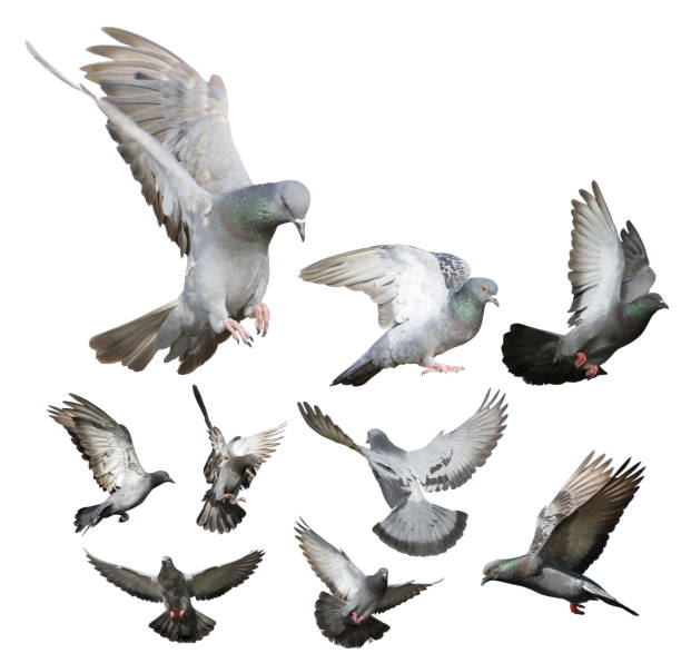istock Pigeon isolated on white background 923935978