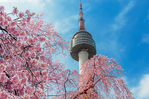 Seoul tower with cherry blossom in spring,Seoul,South Korea.