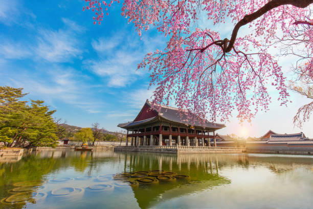 istock Gyeongbokgung Palace with cherry blossom in spring, 923949068