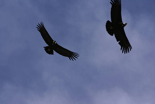 istock Pair of Andean Condors 92395014