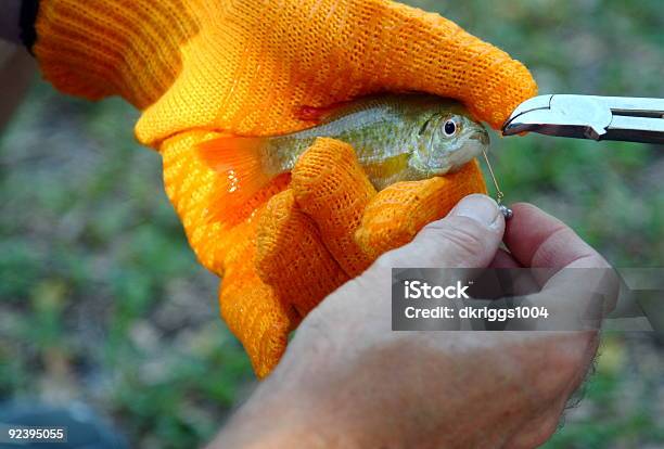 Hooked Sunfish Stock Photo - Download Image Now - Fishing, Orange Color, Protective Glove