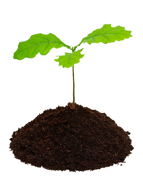 istock Sprout of oak. 92395260