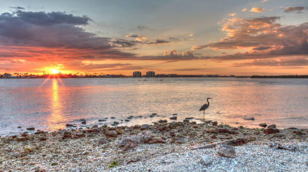 istock Tall Great blue heron Ardea herodias 923955486