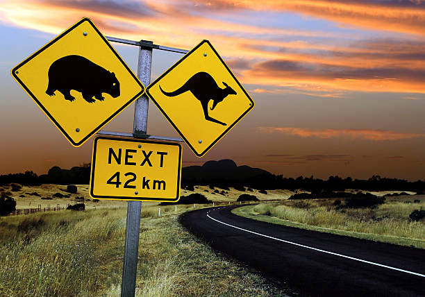 australische road sign - kangaroo outback australia sunset stock-fotos und bilder