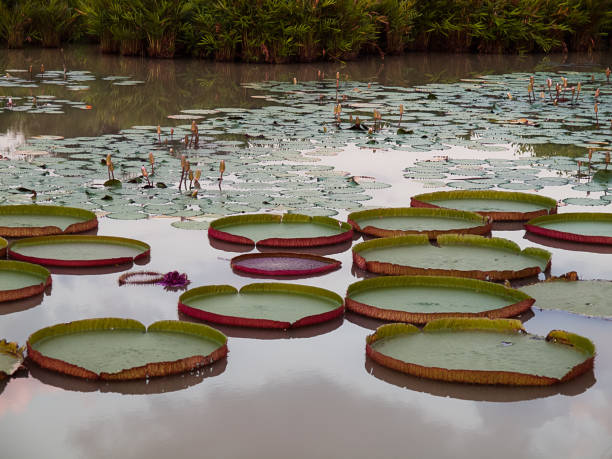 istock Victoria amazonica in the pond. 923959056