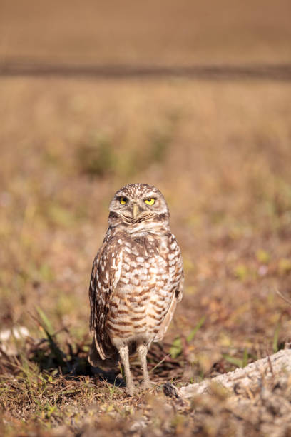 istock Burrowing owl Athene cunicularia 923959434