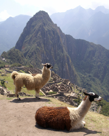 Alpacas and llamas herd on the pasture in the Cuzco Peru.