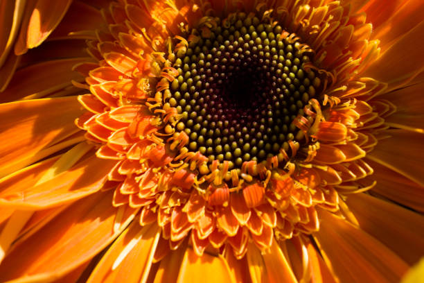 istock Amazing colorful Spring flowers in macro 923961610