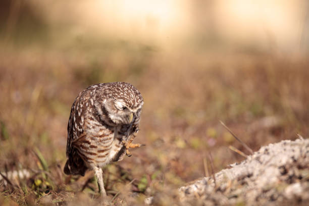 istock Burrowing owl Athene cunicularia 923961774