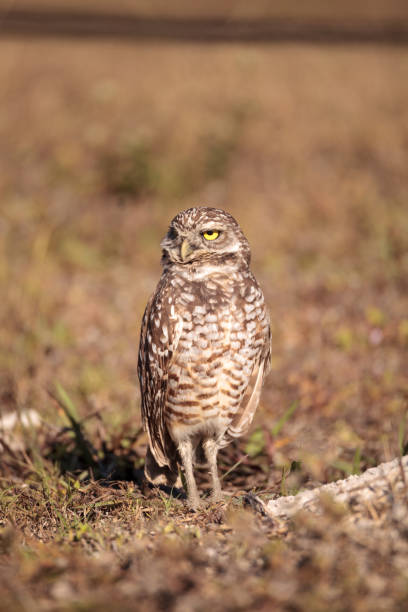 istock Burrowing owl Athene cunicularia 923961786