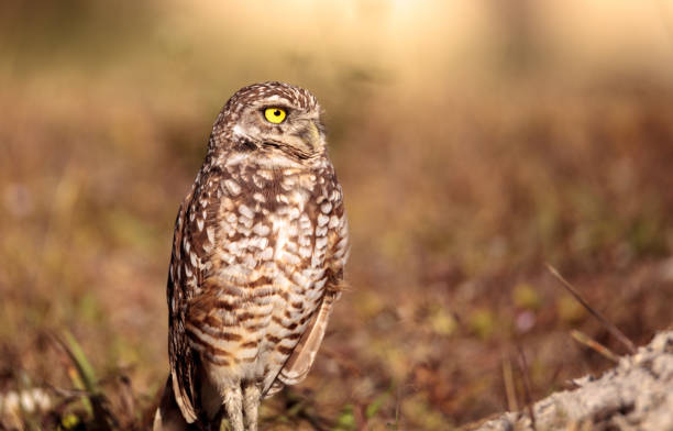 istock Burrowing owl Athene cunicularia 923961856