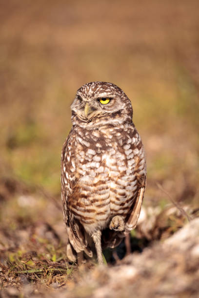 istock Burrowing owl Athene cunicularia 923962262