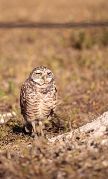 istock Burrowing owl Athene cunicularia 923962554