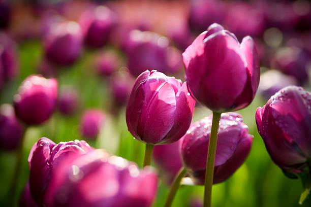 A row of blooming tulips in the park