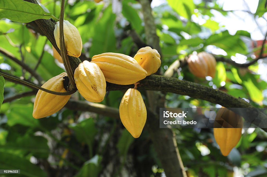 Cocoa pods  Cacao Tree Stock Photo