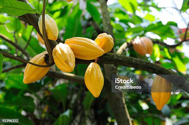 Cocoa Pods Stock Photo - Download Image Now - Cacao Tree, Cacao Fruit, Tree