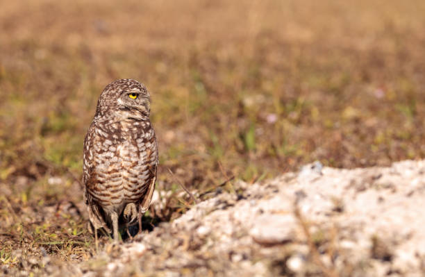 istock Burrowing owl Athene cunicularia 923964588