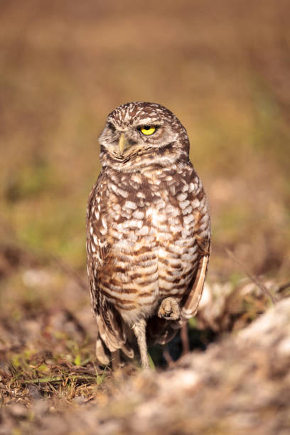 istock Burrowing owl Athene cunicularia 923964602