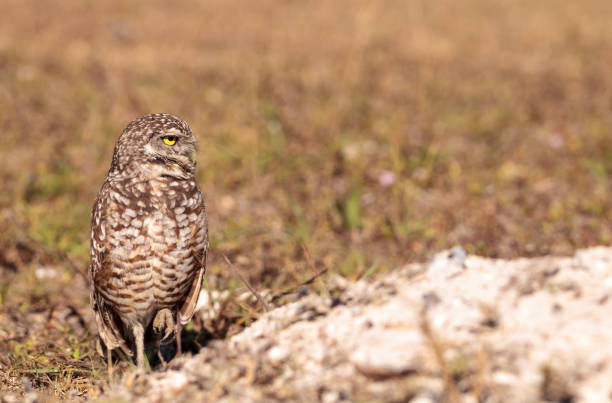 istock Burrowing owl Athene cunicularia 923964624