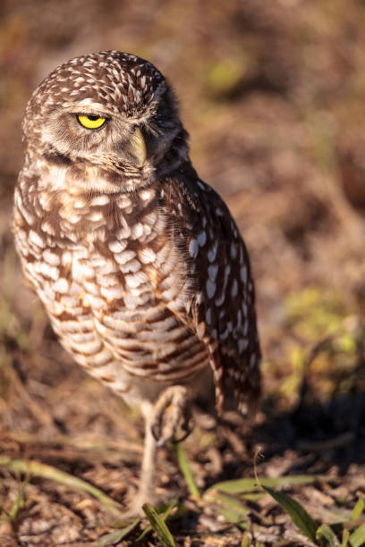 istock Burrowing owl Athene cunicularia 923964782