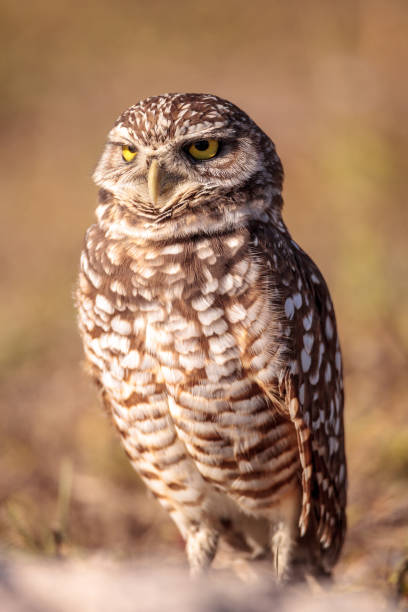 istock Burrowing owl Athene cunicularia 923964830