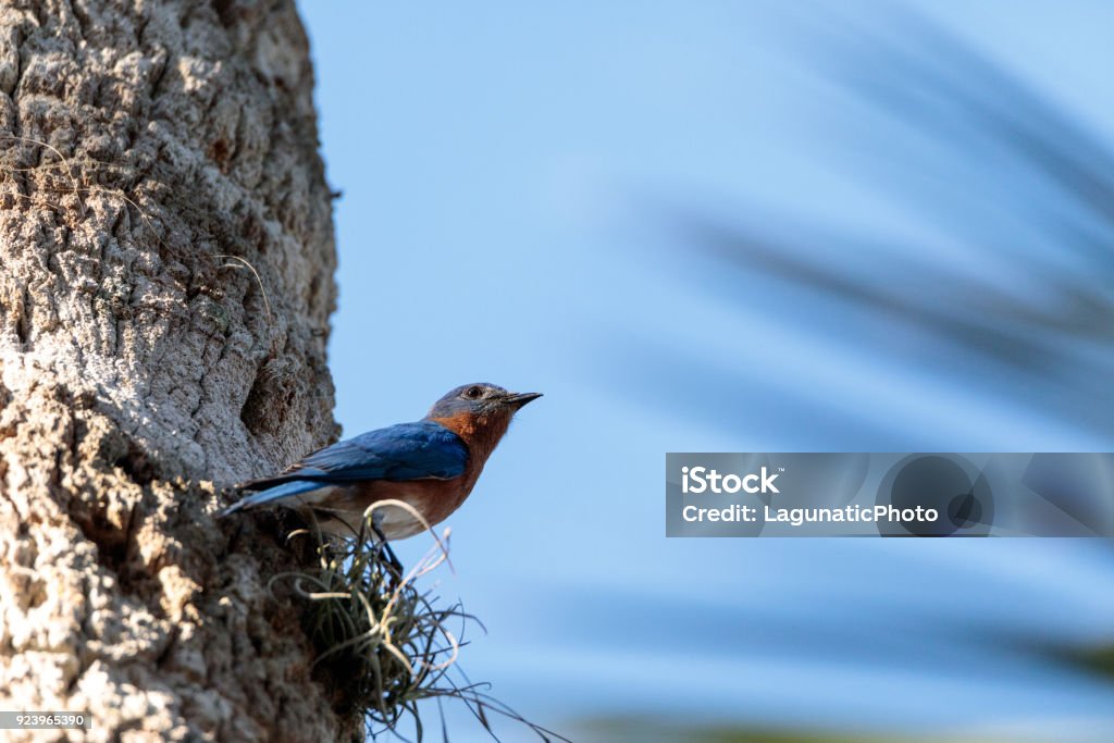 Eastern bluebird Sialia sialis Eastern bluebird Sialia sialis perches on a pine tree in Naples, Florida Animal Wildlife Stock Photo