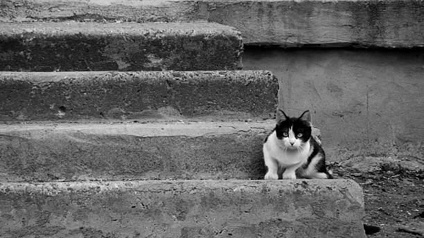 tomcat on the step stock photo