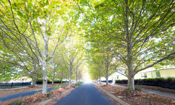 istock Yellow autumn trees down a country street 923968786