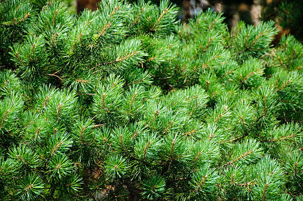 pine tree branch stock photo