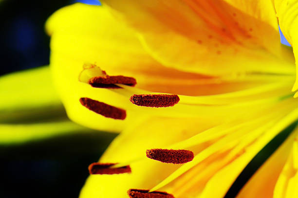 istock Close-up flower of lily. 92397262