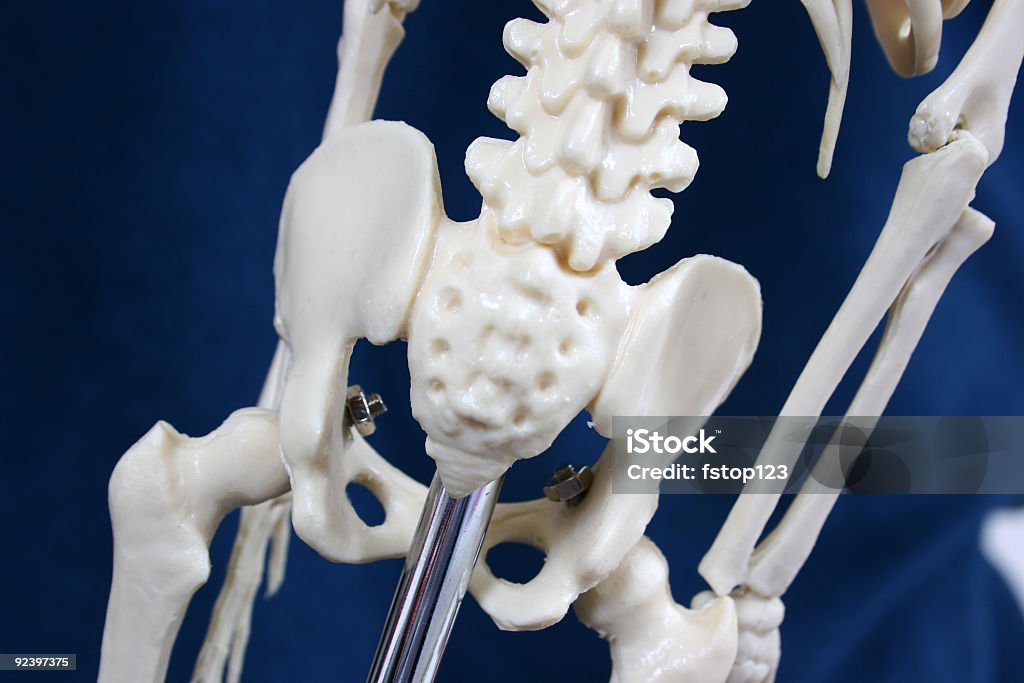 scheletro - Foto stock royalty-free di Anatomia umana