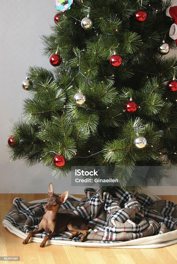 Cão sob a árvore de Natal - Foto de stock de Advento royalty-free