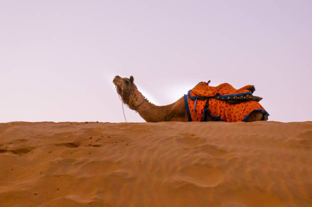 Camel sitting on top of a sand dune