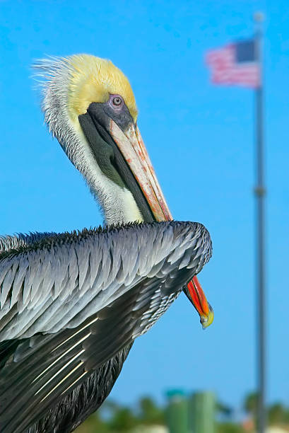 Pelican portrait with american flag  brown pelican stock pictures, royalty-free photos & images