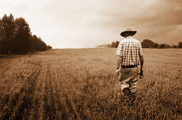 One senior farmer is walking away into a misty corn field. This is a sepia toned black and white photograph.